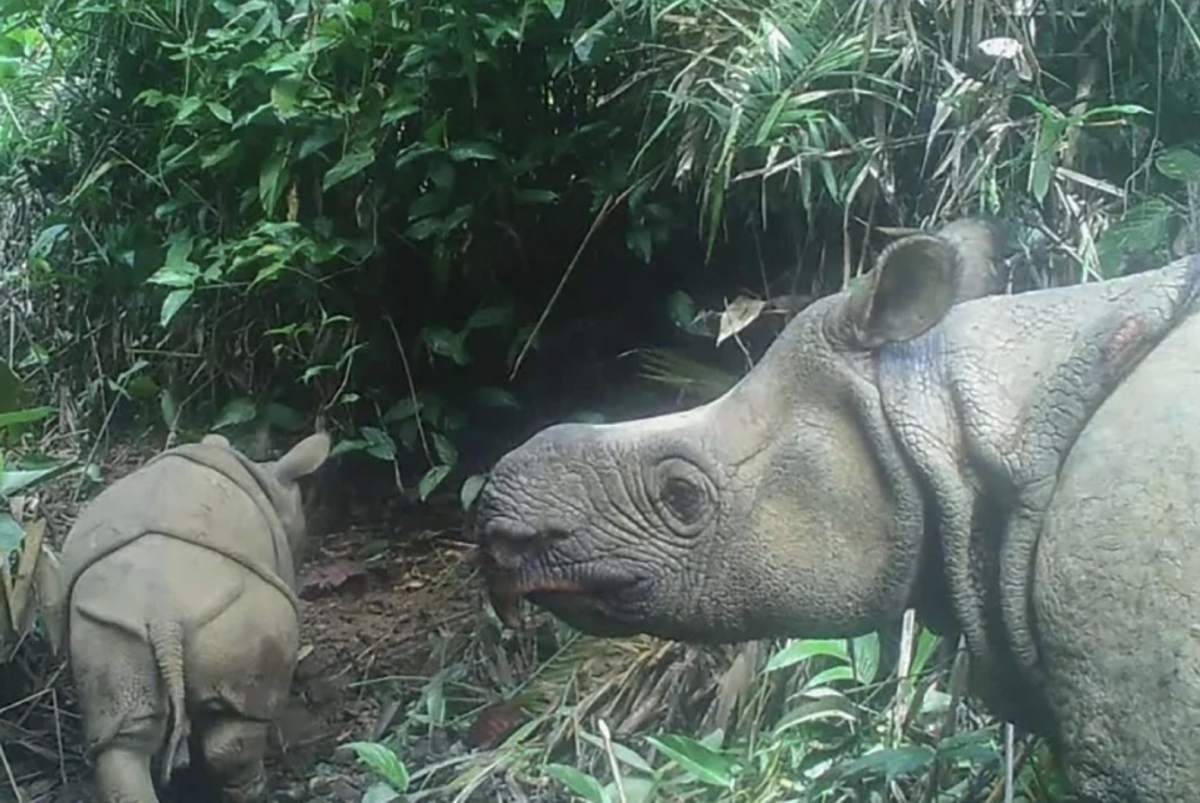 Hai con tê giác Java thuộc loài sắp tuyệt chủng ra đời tại Indonesia